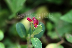 Alysicarpus vaginalis